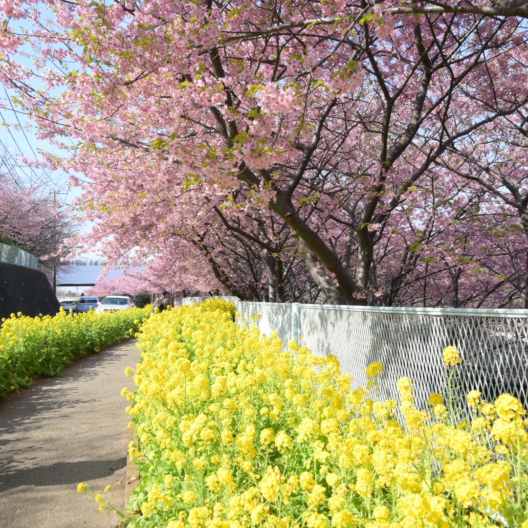 三浦海岸桜まつりに行ってきました 横浜市金沢区で相続 遺言は真進法務総合事務所